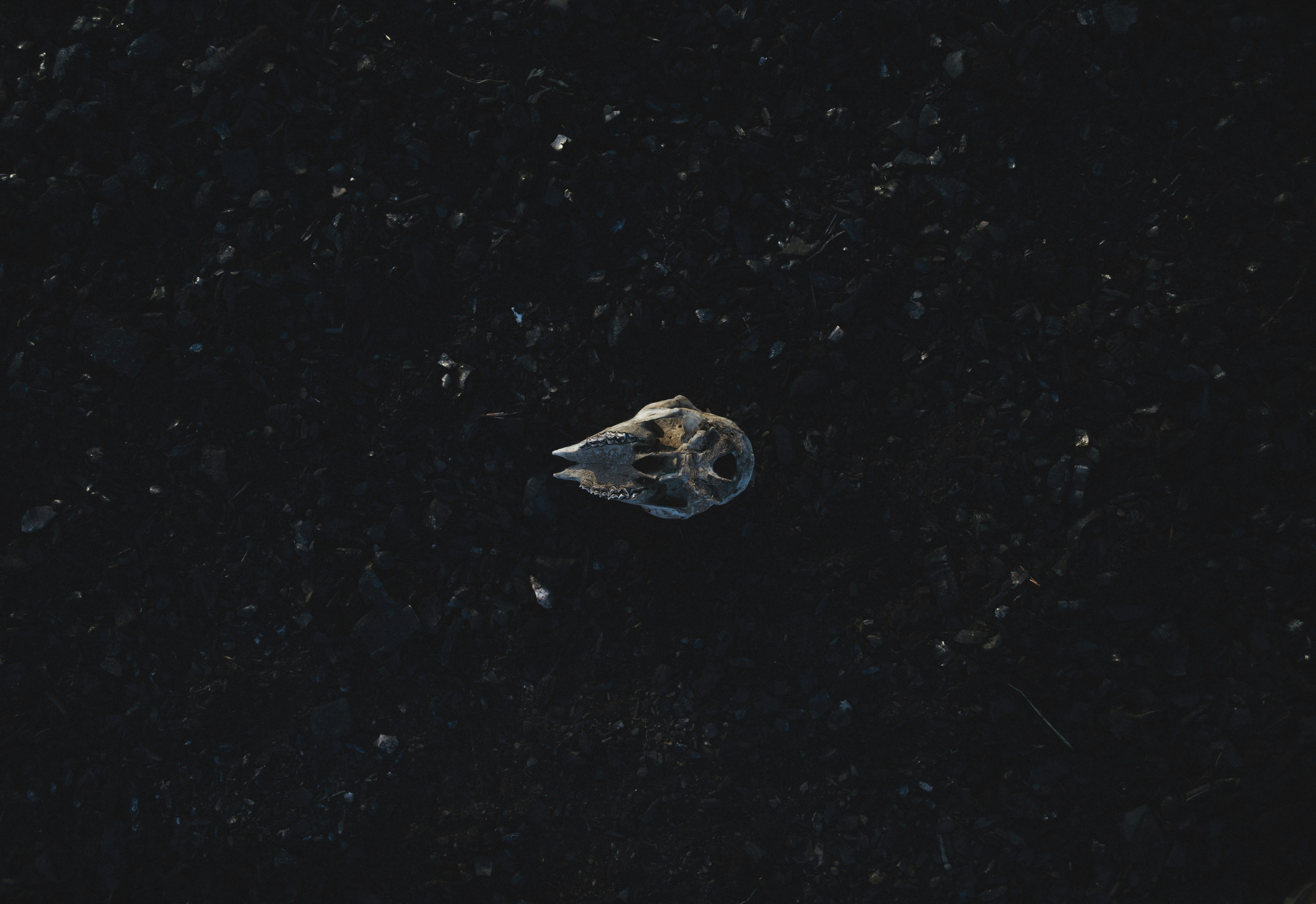 A skull on the ground.